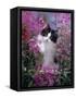 Domestic Cat, Black Bicolour Persian-Cross Kitten Among Rosebay Willowherb-Jane Burton-Framed Stretched Canvas