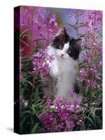 Domestic Cat, Black Bicolour Persian-Cross Kitten Among Rosebay Willowherb-Jane Burton-Stretched Canvas