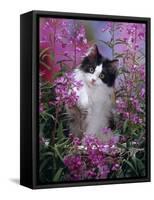Domestic Cat, Black Bicolour Persian-Cross Kitten Among Rosebay Willowherb-Jane Burton-Framed Stretched Canvas