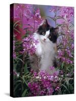 Domestic Cat, Black Bicolour Persian-Cross Kitten Among Rosebay Willowherb-Jane Burton-Stretched Canvas