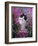 Domestic Cat, Black Bicolour Persian-Cross Kitten Among Rosebay Willowherb-Jane Burton-Framed Premium Photographic Print