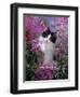 Domestic Cat, Black Bicolour Persian-Cross Kitten Among Rosebay Willowherb-Jane Burton-Framed Premium Photographic Print