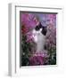 Domestic Cat, Black Bicolour Persian-Cross Kitten Among Rosebay Willowherb-Jane Burton-Framed Premium Photographic Print