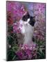 Domestic Cat, Black Bicolour Persian-Cross Kitten Among Rosebay Willowherb-Jane Burton-Mounted Premium Photographic Print