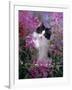 Domestic Cat, Black Bicolour Persian-Cross Kitten Among Rosebay Willowherb-Jane Burton-Framed Photographic Print