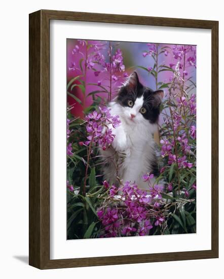 Domestic Cat, Black Bicolour Persian-Cross Kitten Among Rosebay Willowherb-Jane Burton-Framed Photographic Print