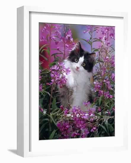 Domestic Cat, Black Bicolour Persian-Cross Kitten Among Rosebay Willowherb-Jane Burton-Framed Photographic Print