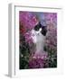 Domestic Cat, Black Bicolour Persian-Cross Kitten Among Rosebay Willowherb-Jane Burton-Framed Photographic Print