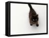 Domestic Cat, Black Fluffy Kitten Looking Up, Viewed from Above-Jane Burton-Framed Stretched Canvas