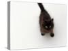 Domestic Cat, Black Fluffy Kitten Looking Up, Viewed from Above-Jane Burton-Stretched Canvas