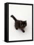 Domestic Cat, Black Fluffy Kitten Looking Up, Viewed from Above-Jane Burton-Framed Stretched Canvas