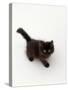 Domestic Cat, Black Fluffy Kitten Looking Up, Viewed from Above-Jane Burton-Stretched Canvas