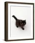 Domestic Cat, Black Fluffy Kitten Looking Up, Viewed from Above-Jane Burton-Framed Photographic Print