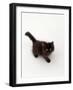 Domestic Cat, Black Fluffy Kitten Looking Up, Viewed from Above-Jane Burton-Framed Photographic Print