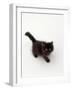 Domestic Cat, Black Fluffy Kitten Looking Up, Viewed from Above-Jane Burton-Framed Photographic Print