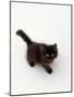 Domestic Cat, Black Fluffy Kitten Looking Up, Viewed from Above-Jane Burton-Mounted Photographic Print