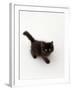 Domestic Cat, Black Fluffy Kitten Looking Up, Viewed from Above-Jane Burton-Framed Photographic Print