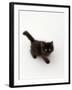 Domestic Cat, Black Fluffy Kitten Looking Up, Viewed from Above-Jane Burton-Framed Photographic Print