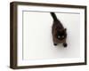 Domestic Cat, Black Fluffy Kitten Looking Up, Viewed from Above-Jane Burton-Framed Photographic Print