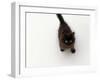 Domestic Cat, Black Fluffy Kitten Looking Up, Viewed from Above-Jane Burton-Framed Photographic Print