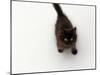 Domestic Cat, Black Fluffy Kitten Looking Up, Viewed from Above-Jane Burton-Mounted Photographic Print