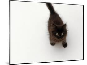 Domestic Cat, Black Fluffy Kitten Looking Up, Viewed from Above-Jane Burton-Mounted Photographic Print
