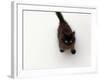 Domestic Cat, Black Fluffy Kitten Looking Up, Viewed from Above-Jane Burton-Framed Photographic Print