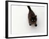 Domestic Cat, Black Fluffy Kitten Looking Up, Viewed from Above-Jane Burton-Framed Photographic Print