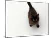 Domestic Cat, Black Fluffy Kitten Looking Up, Viewed from Above-Jane Burton-Mounted Photographic Print