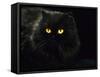 Domestic Cat, Black Persian Female at Night, Yellow Eyes Shining-Jane Burton-Framed Stretched Canvas