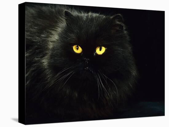 Domestic Cat, Black Persian Female at Night, Yellow Eyes Shining-Jane Burton-Stretched Canvas