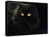 Domestic Cat, Black Persian Female at Night, Yellow Eyes Shining-Jane Burton-Stretched Canvas