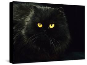 Domestic Cat, Black Persian Female at Night, Yellow Eyes Shining-Jane Burton-Stretched Canvas