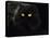 Domestic Cat, Black Persian Female at Night, Yellow Eyes Shining-Jane Burton-Stretched Canvas