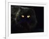 Domestic Cat, Black Persian Female at Night, Yellow Eyes Shining-Jane Burton-Framed Photographic Print