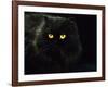 Domestic Cat, Black Persian Female at Night, Yellow Eyes Shining-Jane Burton-Framed Photographic Print