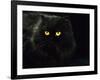 Domestic Cat, Black Persian Female at Night, Yellow Eyes Shining-Jane Burton-Framed Photographic Print