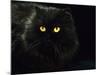 Domestic Cat, Black Persian Female at Night, Yellow Eyes Shining-Jane Burton-Mounted Photographic Print
