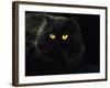 Domestic Cat, Black Persian Female at Night, Yellow Eyes Shining-Jane Burton-Framed Photographic Print