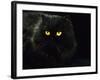 Domestic Cat, Black Persian Female at Night, Yellow Eyes Shining-Jane Burton-Framed Photographic Print