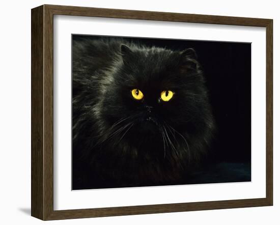 Domestic Cat, Black Persian Female at Night, Yellow Eyes Shining-Jane Burton-Framed Photographic Print