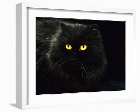 Domestic Cat, Black Persian Female at Night, Yellow Eyes Shining-Jane Burton-Framed Photographic Print