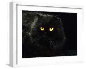 Domestic Cat, Black Persian Female at Night, Yellow Eyes Shining-Jane Burton-Framed Photographic Print