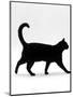 Domestic Cat, Black Short-Hair Male, Walking Profile-Jane Burton-Mounted Premium Photographic Print