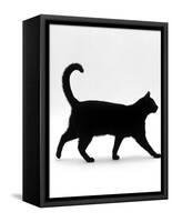 Domestic Cat, Black Short-Hair Male, Walking Profile-Jane Burton-Framed Stretched Canvas