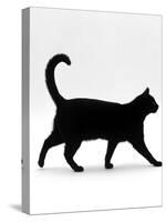 Domestic Cat, Black Short-Hair Male, Walking Profile-Jane Burton-Stretched Canvas