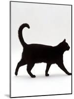 Domestic Cat, Black Short-Hair Male, Walking Profile-Jane Burton-Mounted Photographic Print