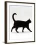 Domestic Cat, Black Short-Hair Male, Walking Profile-Jane Burton-Framed Photographic Print