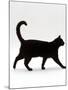 Domestic Cat, Black Short-Hair Male, Walking Profile-Jane Burton-Mounted Photographic Print