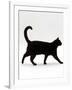 Domestic Cat, Black Short-Hair Male, Walking Profile-Jane Burton-Framed Photographic Print